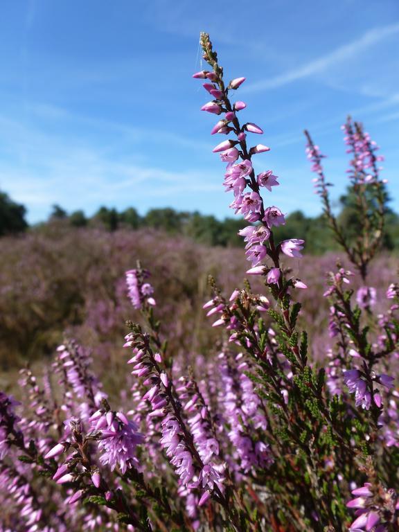 Natuurpoort Van Loon Loon op Zand Exterior foto